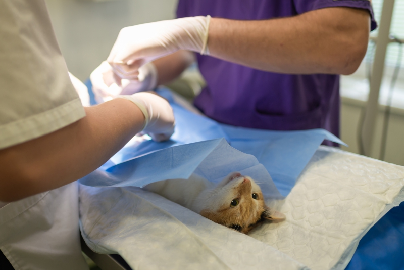 veterinaire-TOULON-min_health-4385852